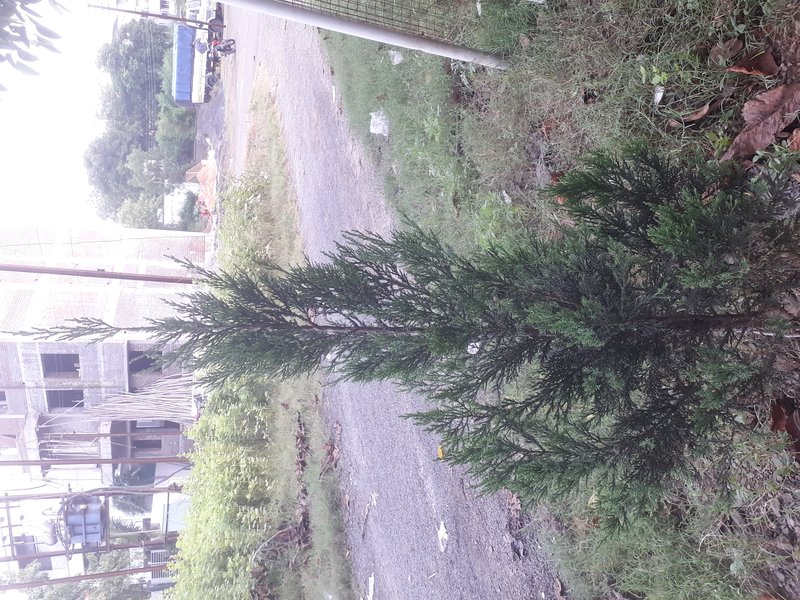 Chinese Juniper