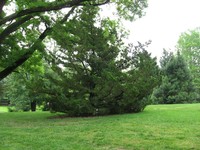 Chinese Juniper