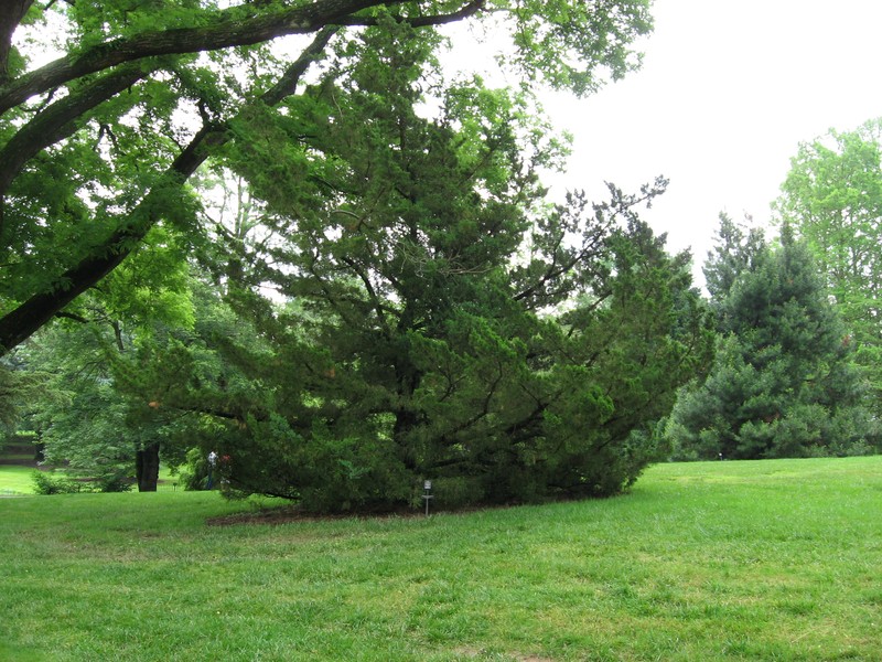 Chinese Juniper