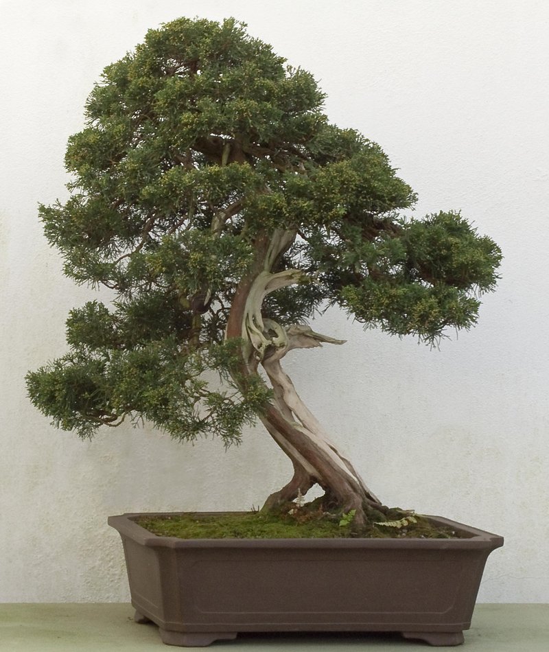 Chinese Juniper photo 2