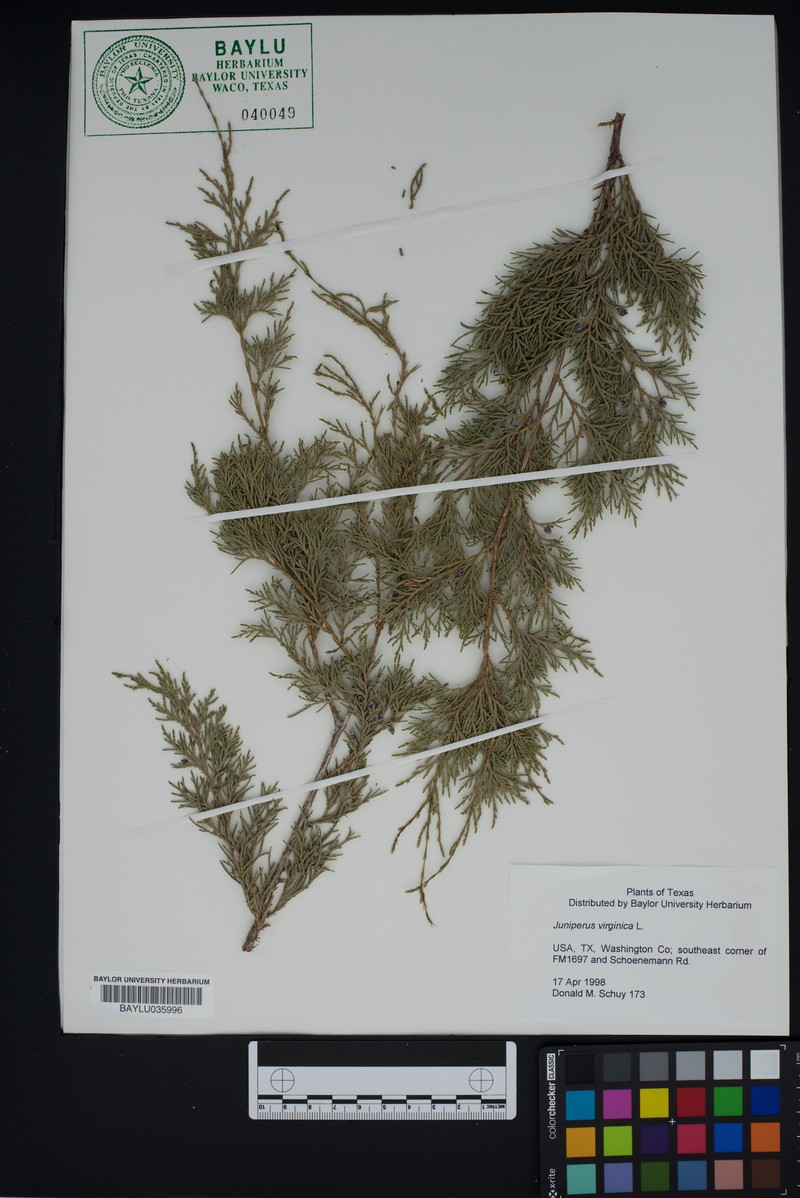 Juniperus chinensis var. chinensis