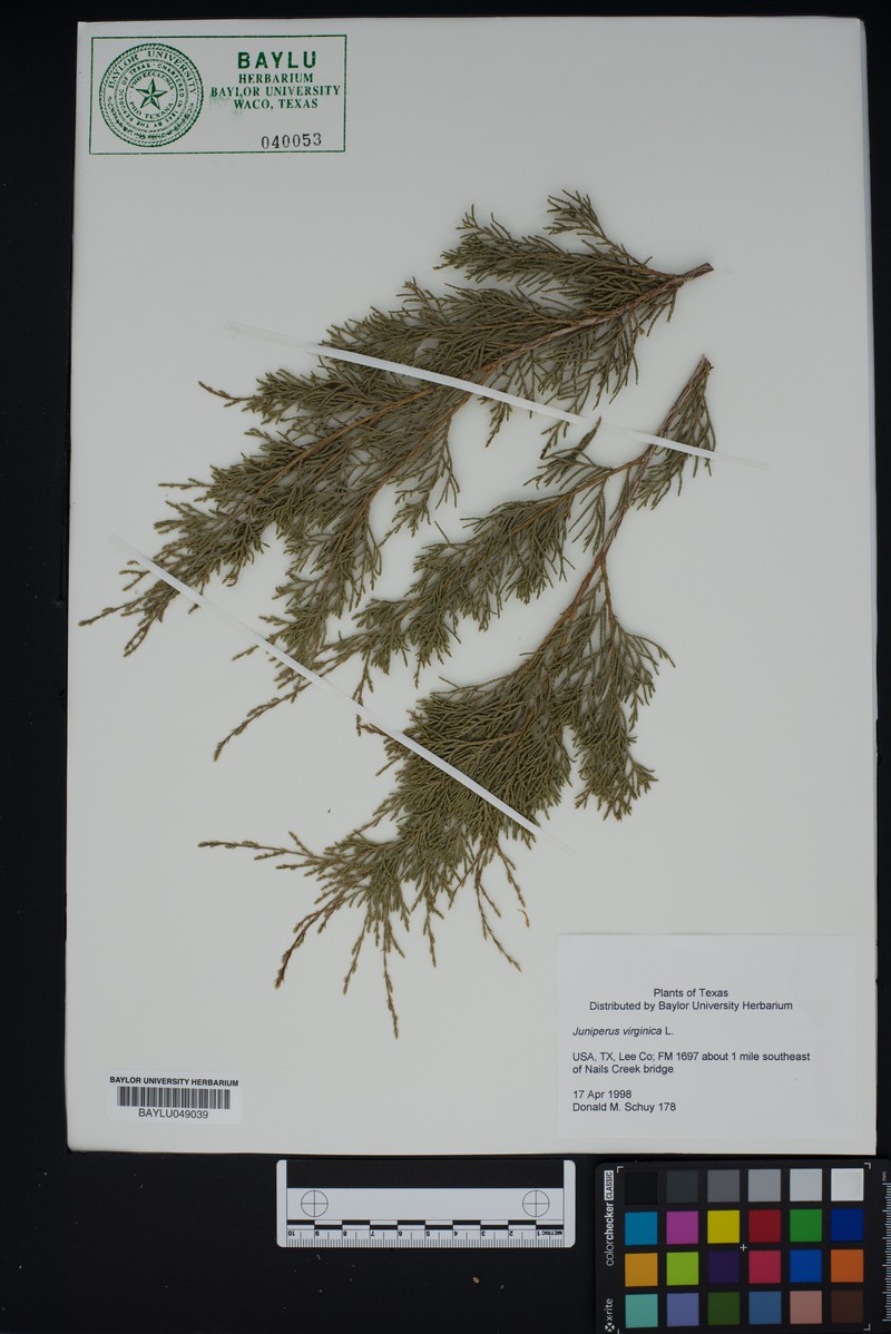 Juniperus chinensis var. chinensis photo 2