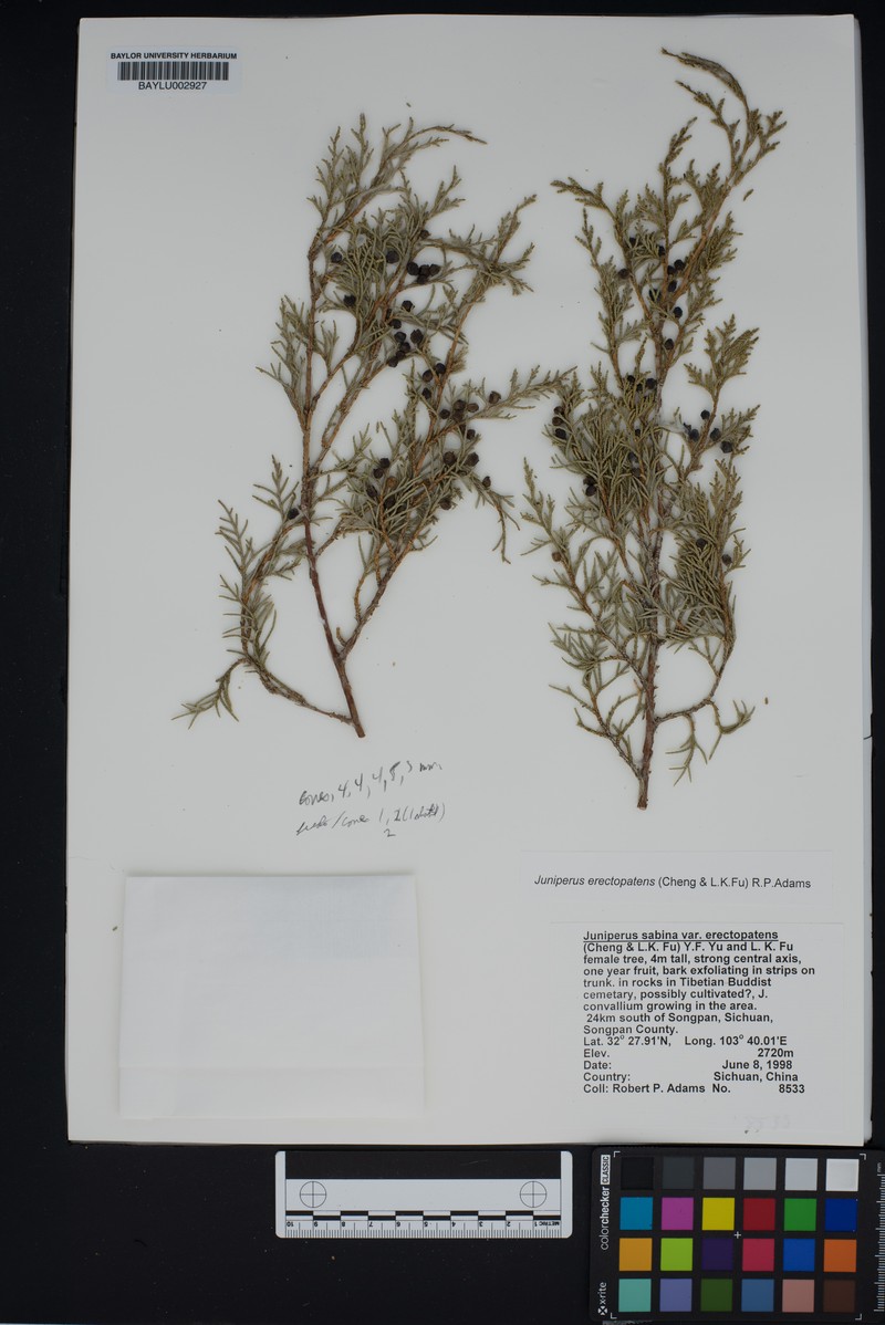 Juniperus chinensis var. chinensis photo 3