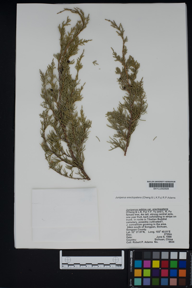 Juniperus chinensis var. chinensis photo 4
