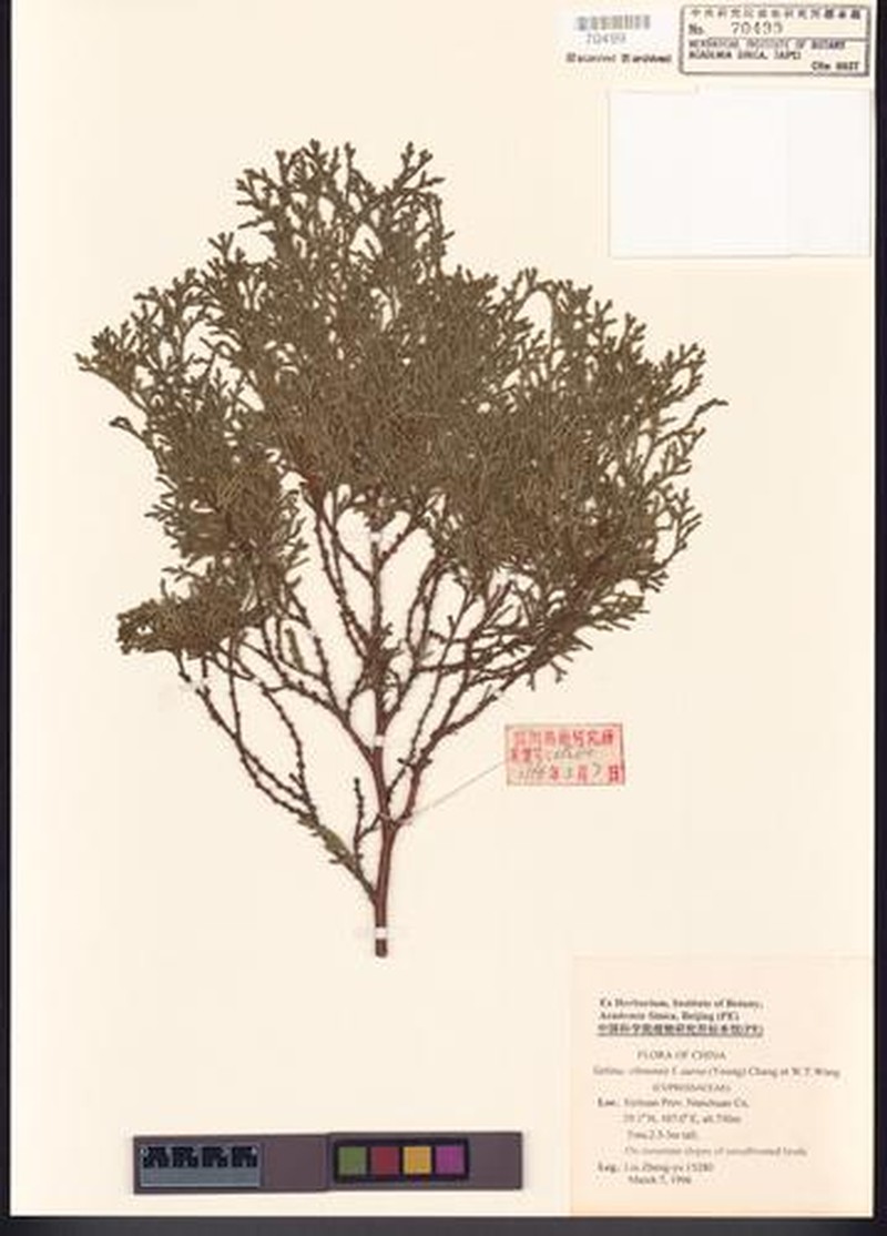 Juniperus chinensis var. chinensis photo 5