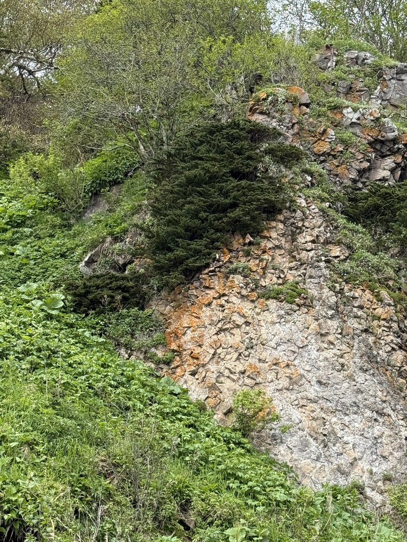 Juniperus chinensis var. sargentii