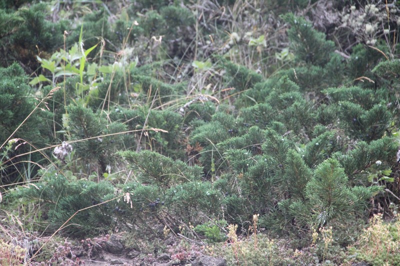 Juniperus chinensis var. sargentii photo 2