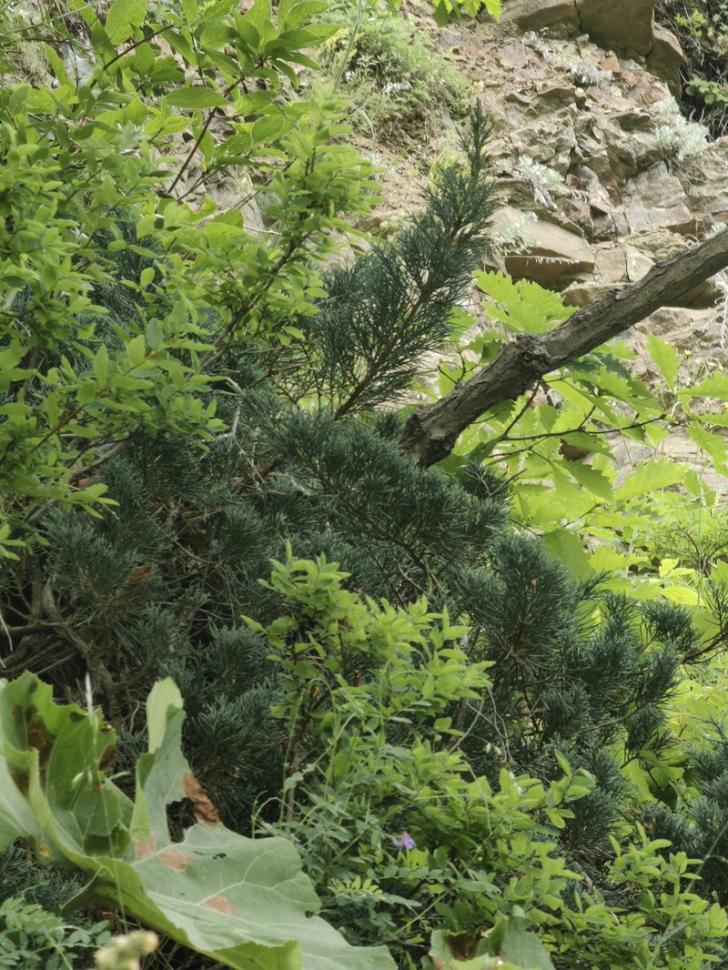 Juniperus chinensis var. sargentii photo 3