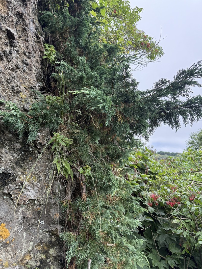 Juniperus chinensis var. sargentii photo 4
