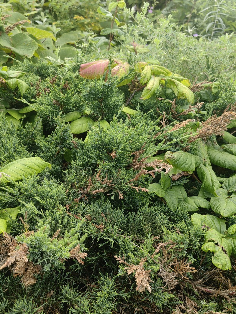 Juniperus chinensis var. sargentii photo 5