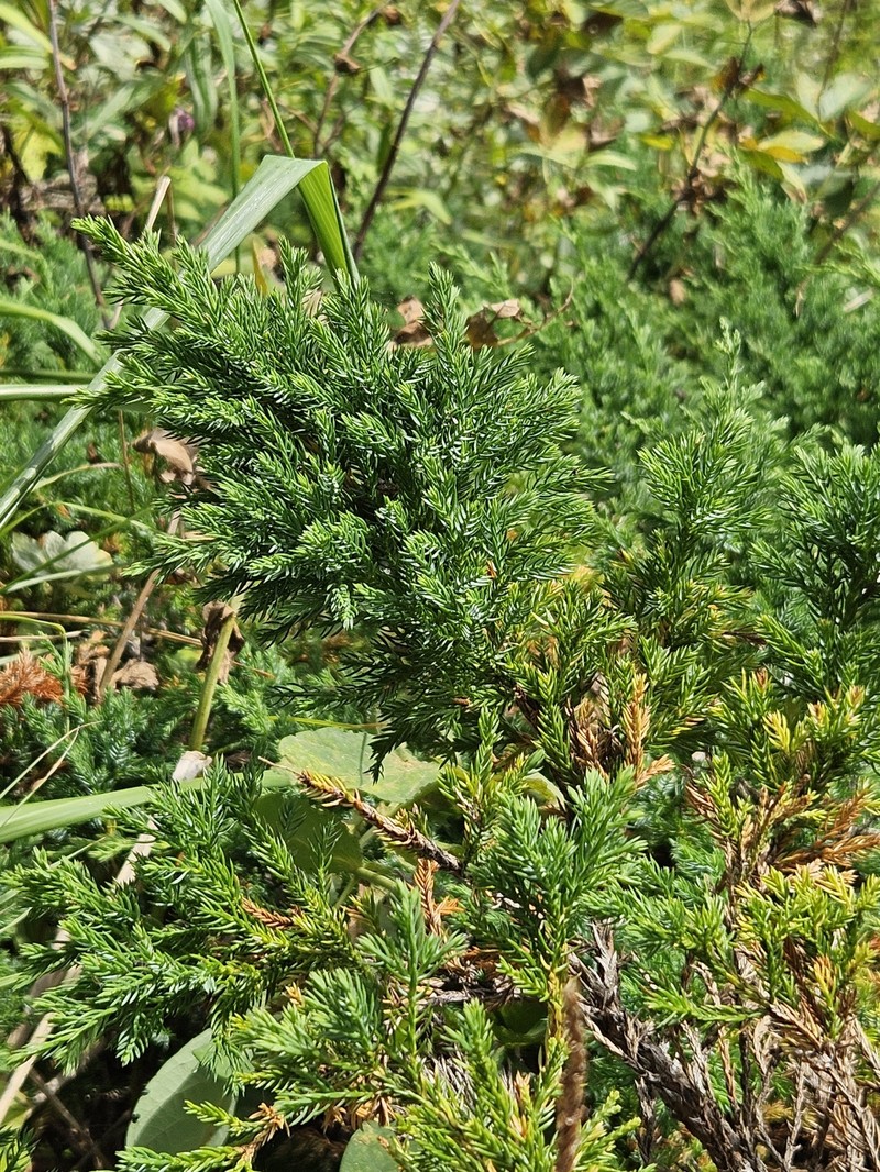 Juniperus chinensis var. sargentii photo 6