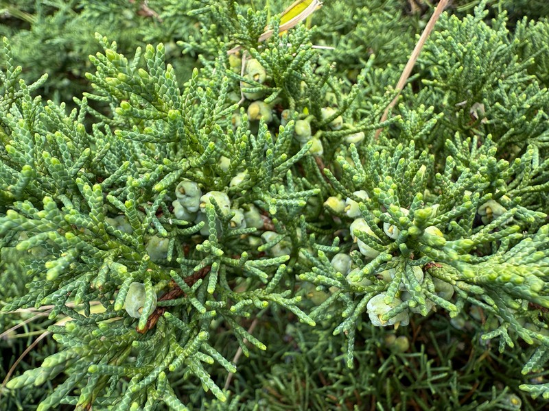 Juniperus chinensis var. sargentii photo 8