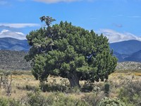 Redberry Juniper