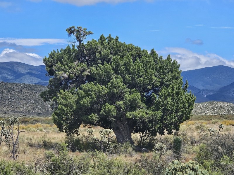 Redberry Juniper