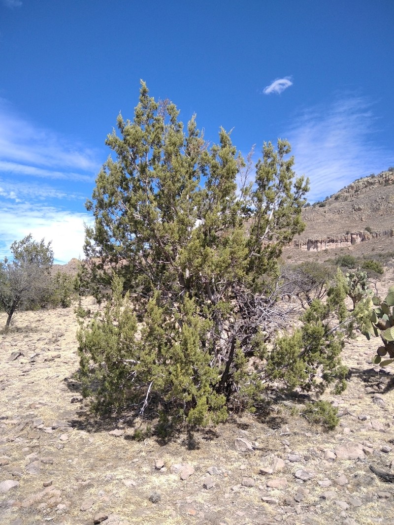 Redberry Juniper photo 2