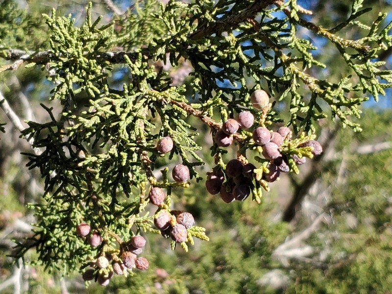 Redberry Juniper photo 3