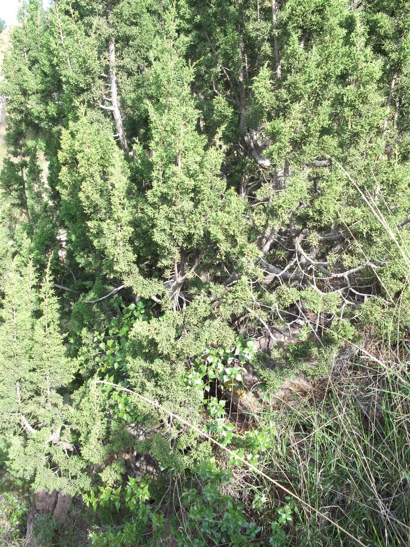 Redberry Juniper photo 4