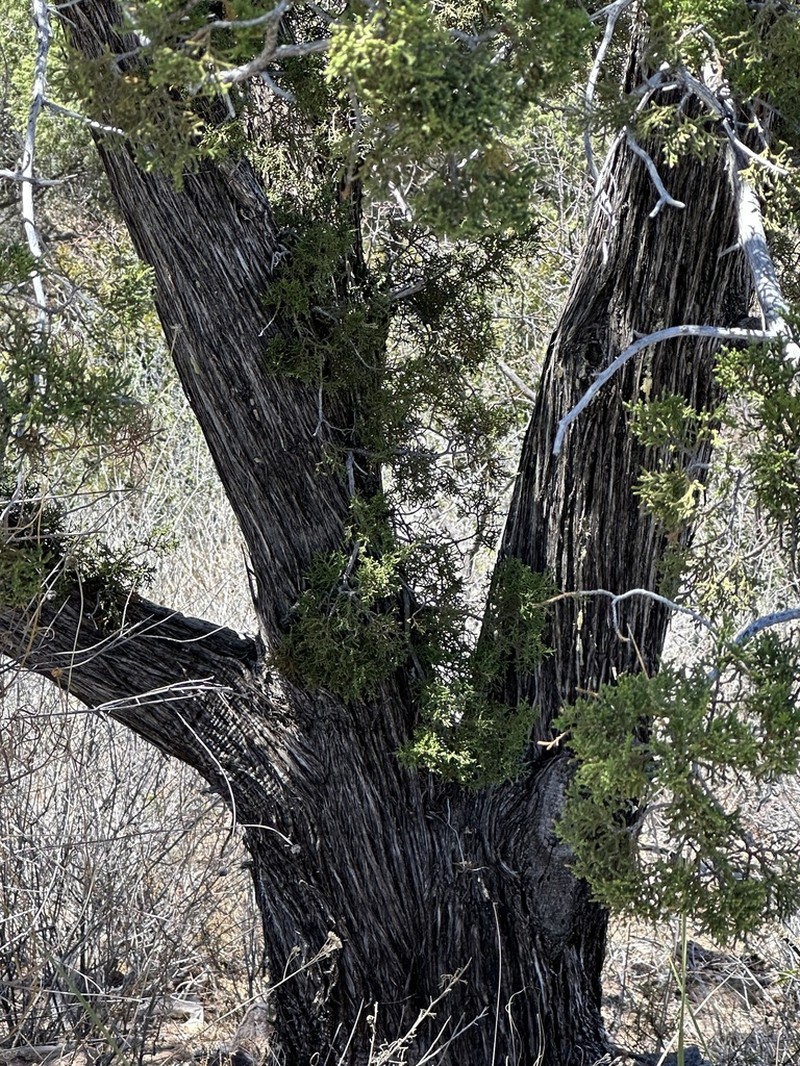 Redberry Juniper photo 5