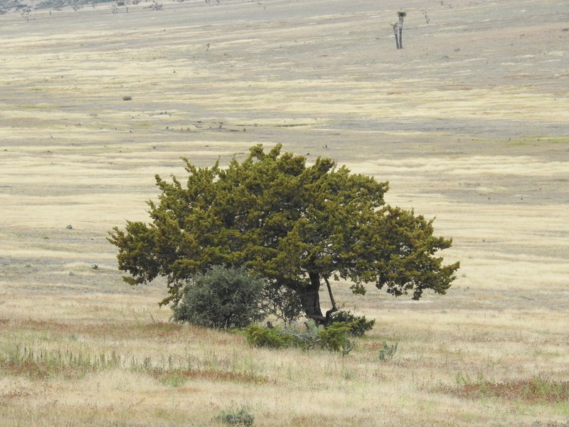 Redberry Juniper photo 6