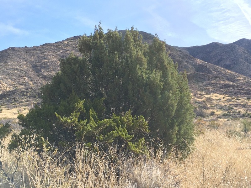 Redberry Juniper photo 7