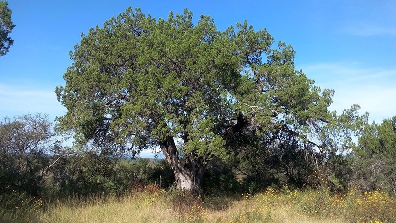 Redberry Juniper photo 8