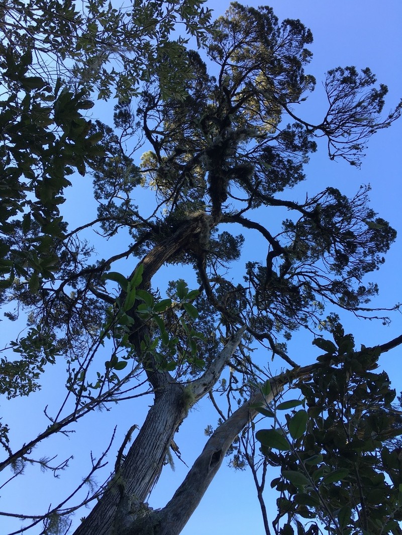 Juniperus comitana photo 2