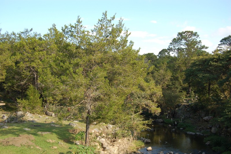 Juniperus comitana photo 3