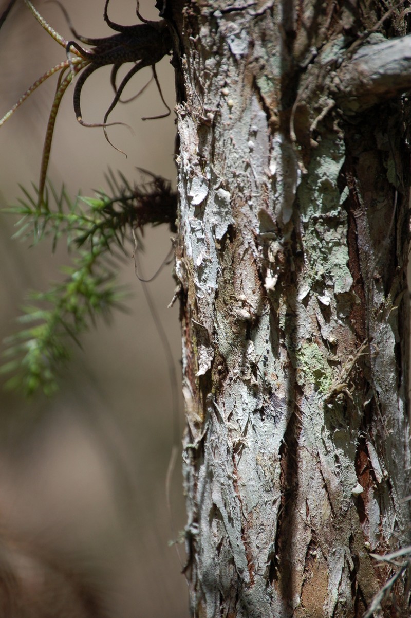 Juniperus comitana photo 4