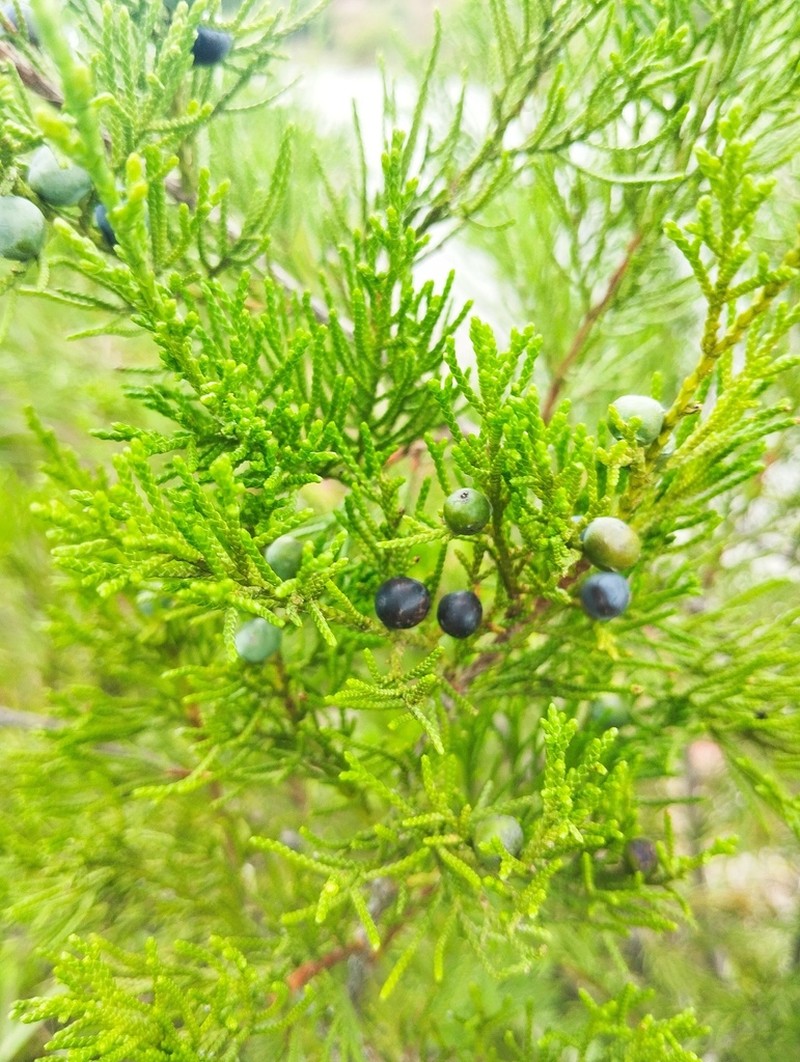 Juniperus comitana photo 5