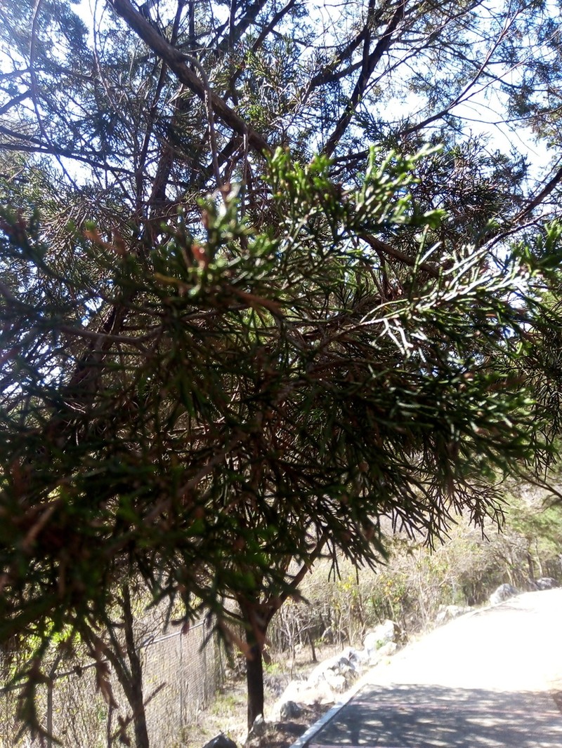 Juniperus comitana photo 6