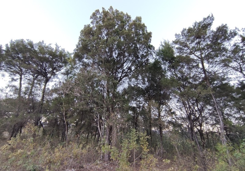 Juniperus comitana photo 7