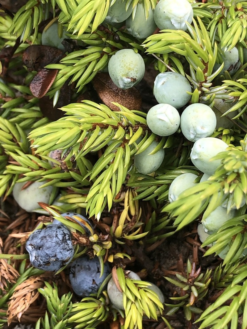 Common Juniper photo 2