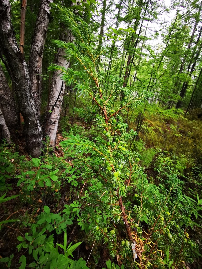 Common Juniper photo 3