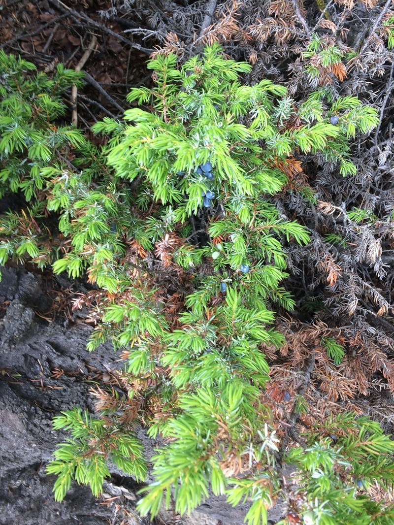 Common Juniper photo 4