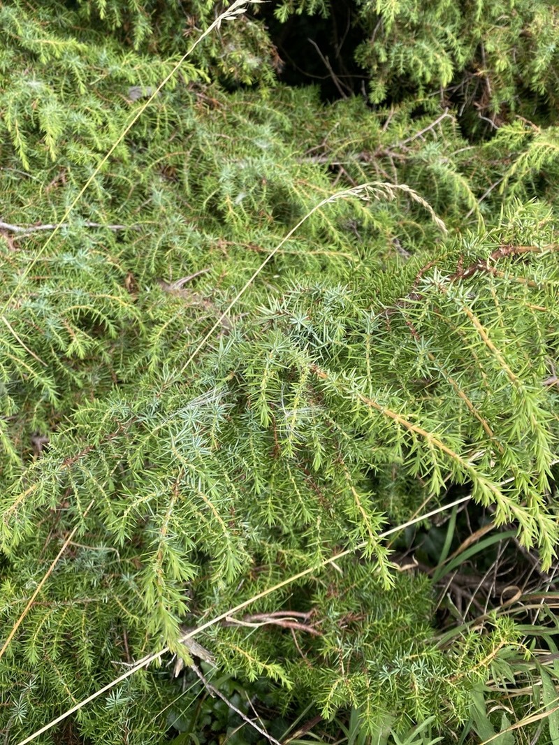 Common Juniper photo 5