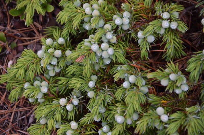 Common Juniper photo 6