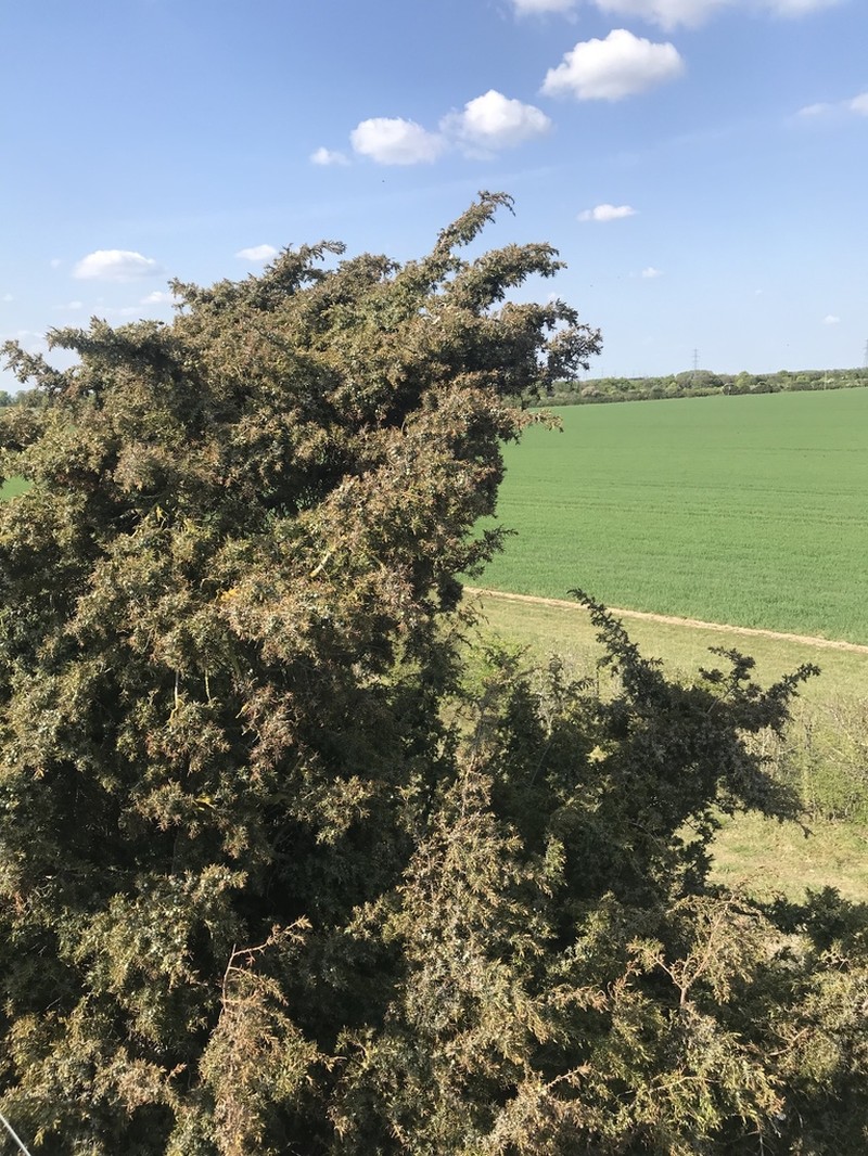Common Juniper photo 7