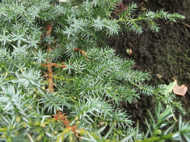 Common Juniper photo 8