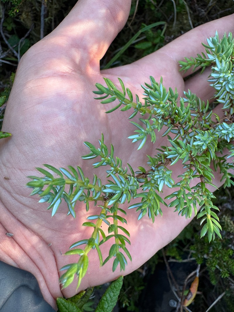 Juniperus communis var. charlottensis