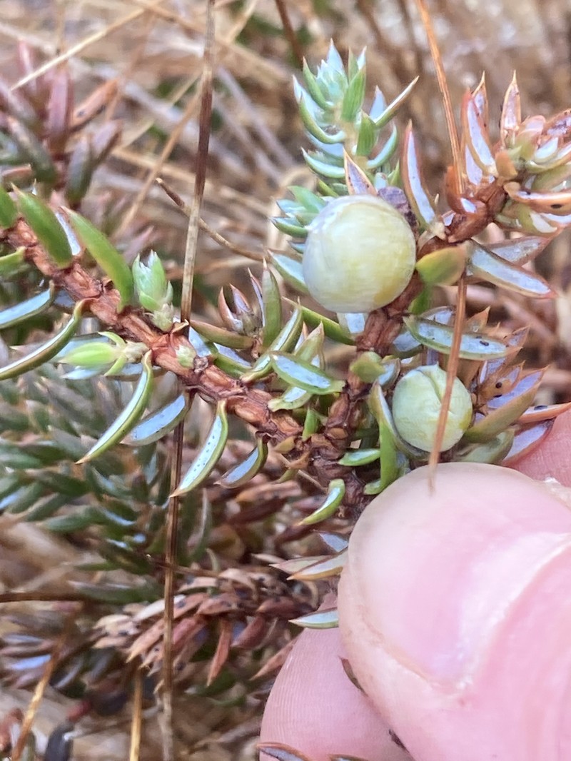Juniperus communis var. charlottensis photo 2