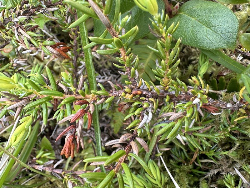 Juniperus communis var. charlottensis photo 3