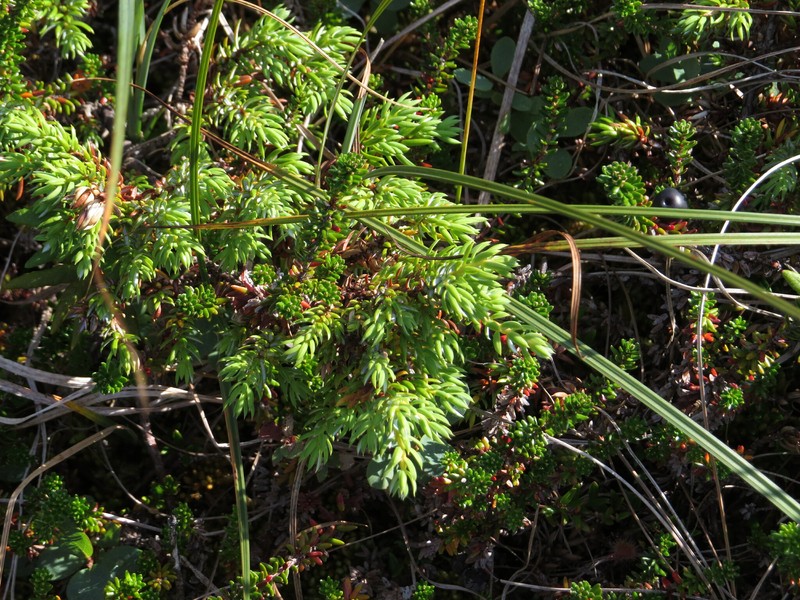 Juniperus communis var. charlottensis photo 4