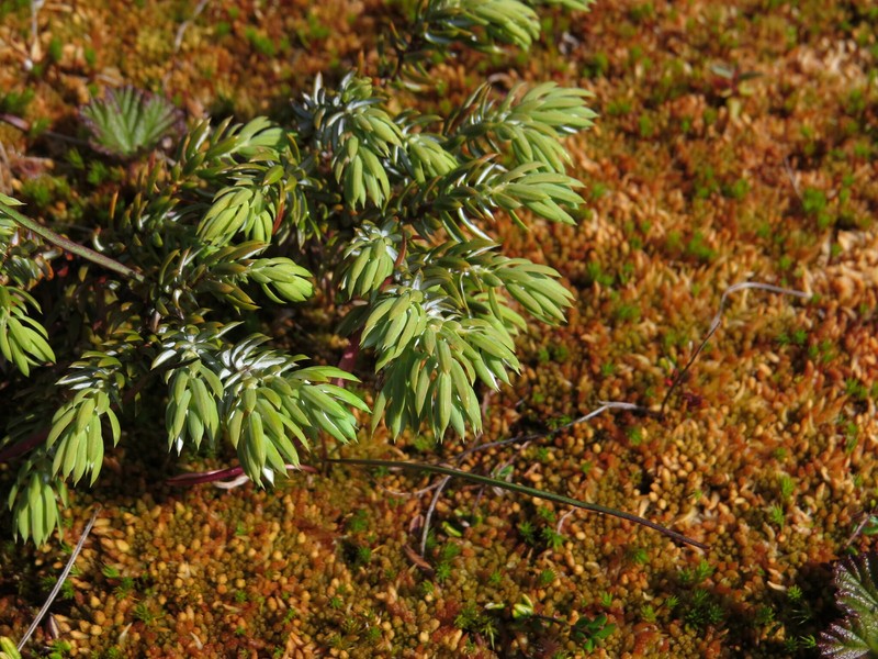 Juniperus communis var. charlottensis photo 5