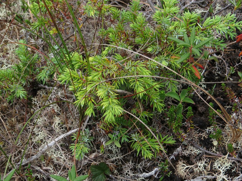 Juniperus communis var. charlottensis photo 6