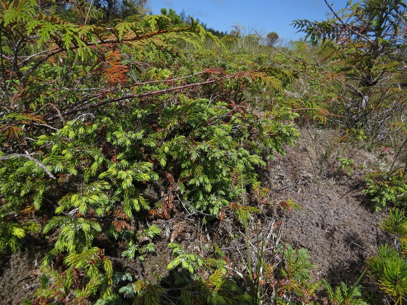 Juniperus communis var. charlottensis photo 7