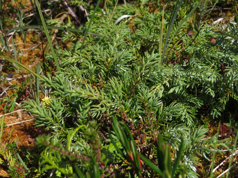 Juniperus communis var. charlottensis photo 8
