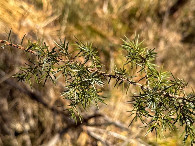 Juniperus communis var. communis