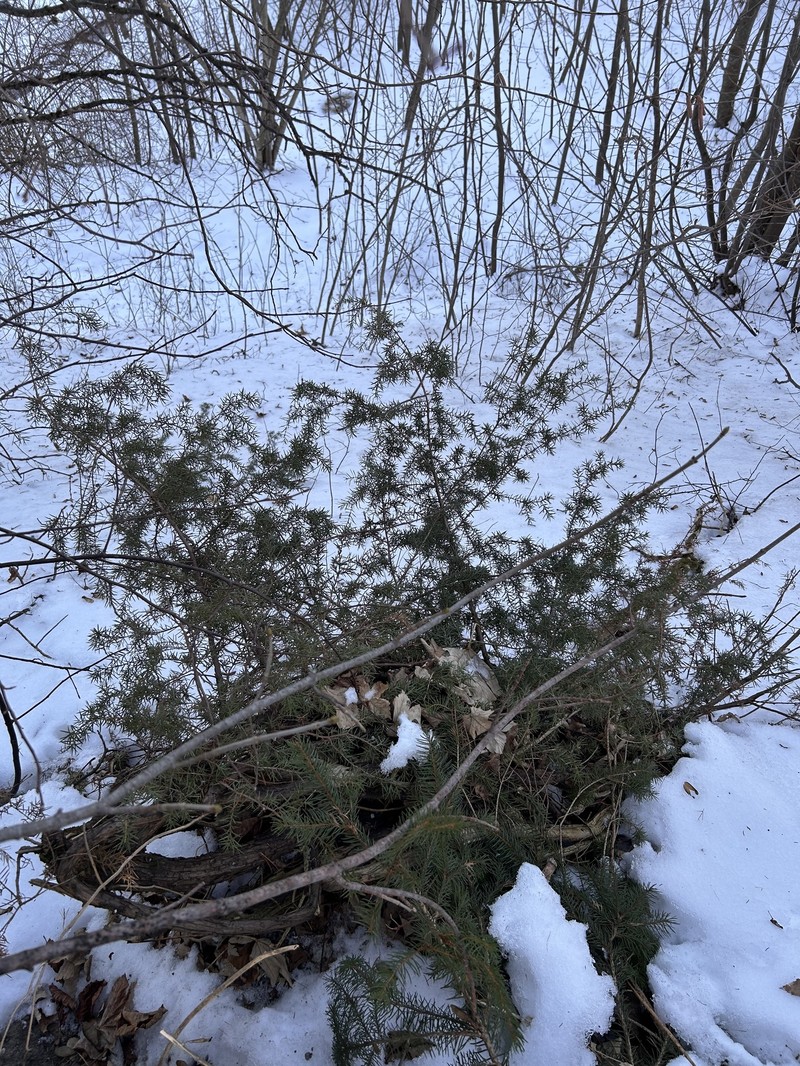 Juniperus communis var. communis photo 2