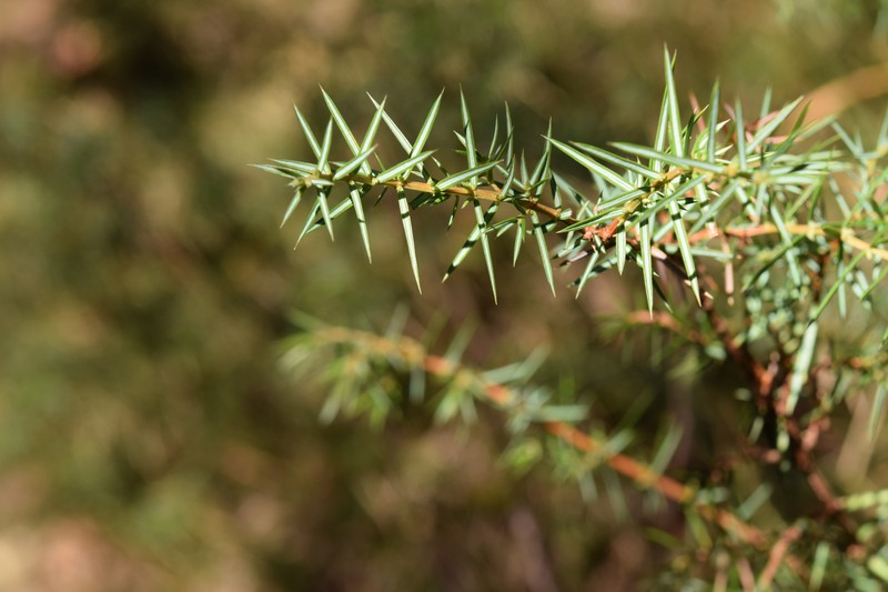 Juniperus communis var. communis photo 3