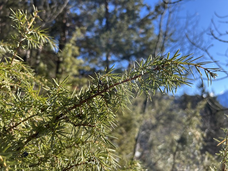Juniperus communis var. communis photo 4